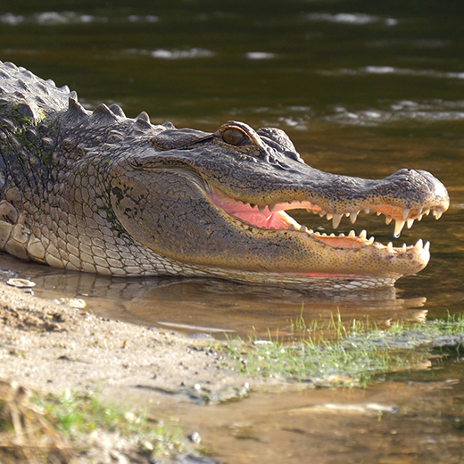 Florida - Beaches & Gators in the Sunshine State - Classic Escapes