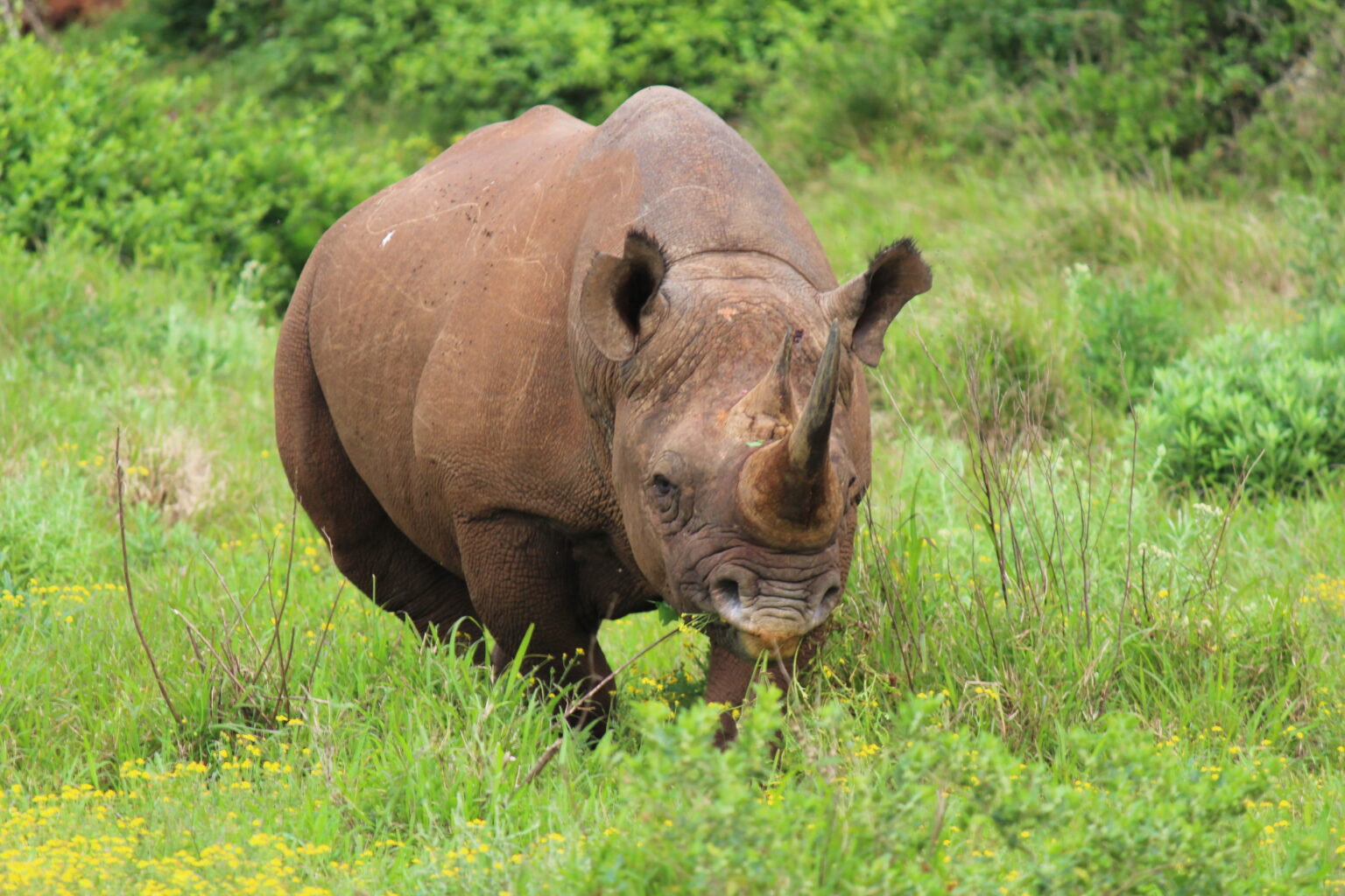 Addo Elephant National Park: The Ultimate South African Safari Park Guide