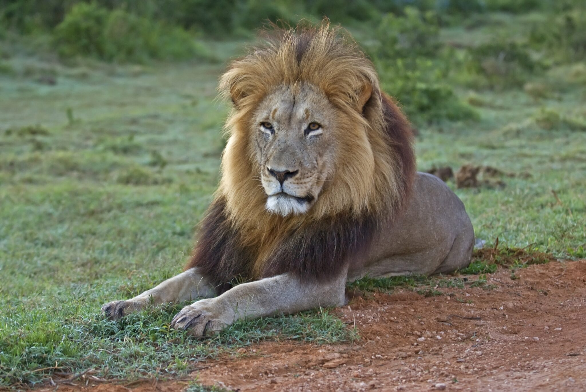 Addo Elephant National Park: The Ultimate South African Safari Park Guide